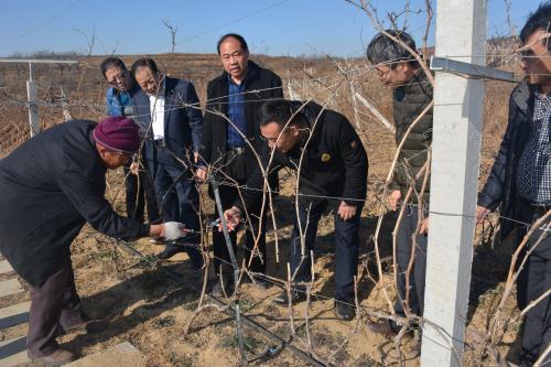 在示范基地考察指導(dǎo)葡萄冬季管理.jpg