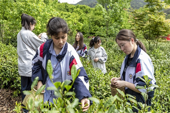 民族青年變身“采茶工” 谷雨助農(nóng)掀起“幫扶熱” (1).jpg