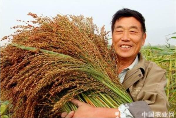 1510803021853816.jpg 農(nóng)民.jpg